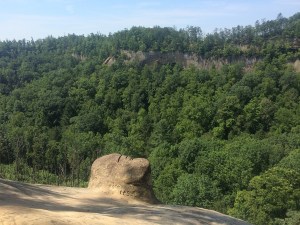 Frogs head Photo: Dingo